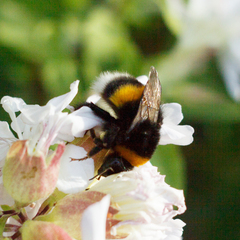 Bombus