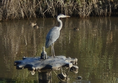 Ardea cinerea