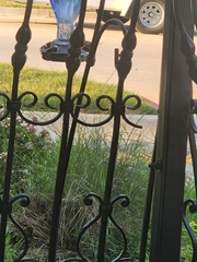 Archilochus colubris