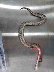Python bivittatus