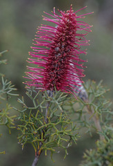 Grevillea paradoxa