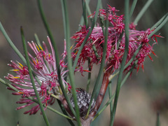 Isopogon divergens