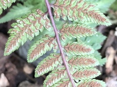 Athyrium niponicum