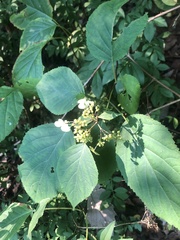 Hydrangea