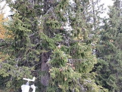 Perisoreus infaustus