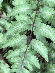 Athyrium niponicum
