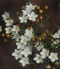 Phebalium filifolium