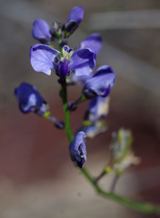 Comesperma volubile
