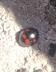 Exochomus quadripustulatus