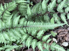Athyrium niponicum