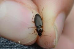 Platyninae