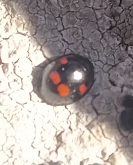 Exochomus quadripustulatus