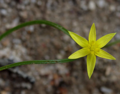 Pauridia glabella glabella