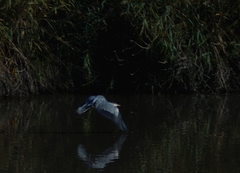 Ardea cinerea