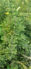 Asparagus capensis