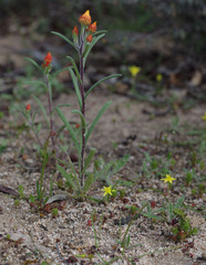 Waitzia acuminata acuminata