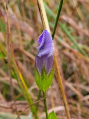 Gentianopsis crinita