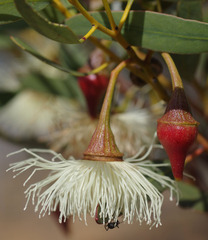Eucalyptus armillata