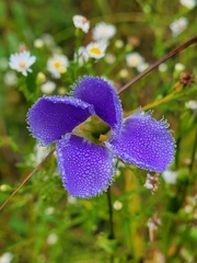 Gentianopsis crinita