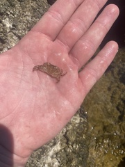 Pachygrapsus transversus