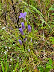 Gentianopsis crinita