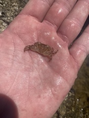 Pachygrapsus transversus