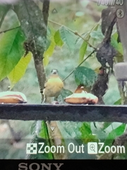 Ramphocelus flammigerus icteronotus