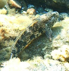 Gobius cobitis