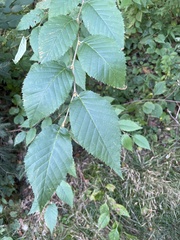 Betula alleghaniensis