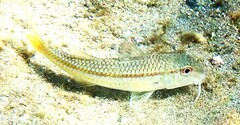 Mullus barbatus