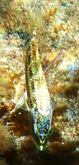 Symphodus roissali