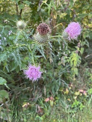 Cirsium