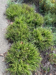 Ophiopogon