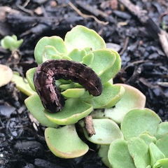 Spodoptera latifascia