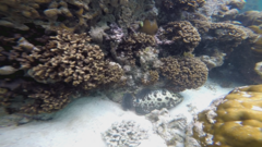 Epinephelus fuscoguttatus