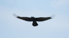 Corvus macrorhynchos levaillantii