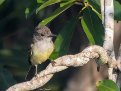 Myiarchus swainsoni