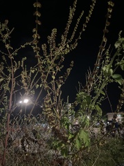 Ambrosia artemisiifolia