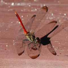 Sympetrum risi
