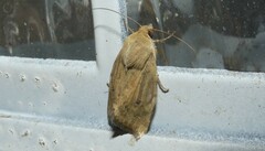 Heliocheilus paradoxus