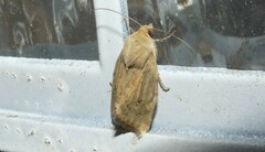 Heliocheilus paradoxus