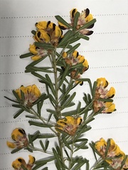 Pultenaea retusa