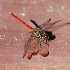 Sympetrum risi