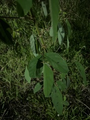 Desmodium tortuosum