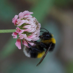 Bombus lucorum