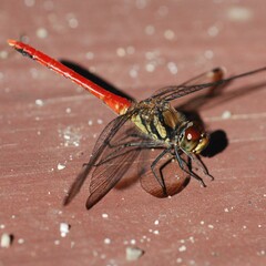 Sympetrum risi