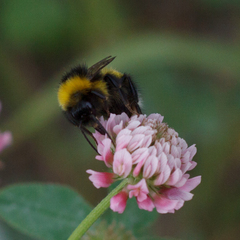 Bombus lucorum