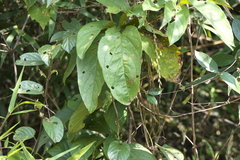 Dioscorea pentaphylla