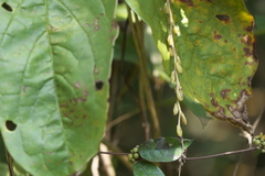 Dioscorea pentaphylla