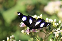 Hypolimnas misippus